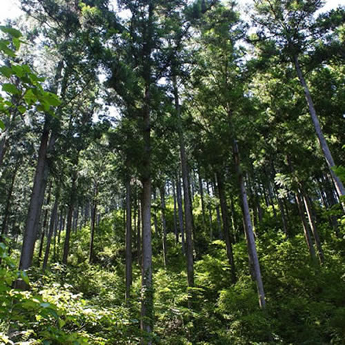 more treesへの寄付